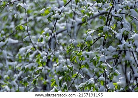 Lots of young green leaves covered with fresh snow, sagging branches.