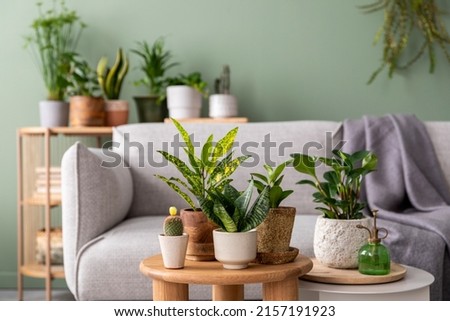 Stylish composition of home garden interior filled a lot of beautiful plants, cacti, succulents, air plant in different design pots. Green wall. Beige sofa with plaid and coffee table. Template. 