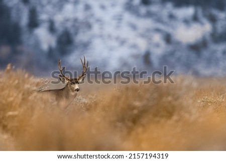 A view of a beautiful majestic mule deer buck in a Grand Teton National Park, USA