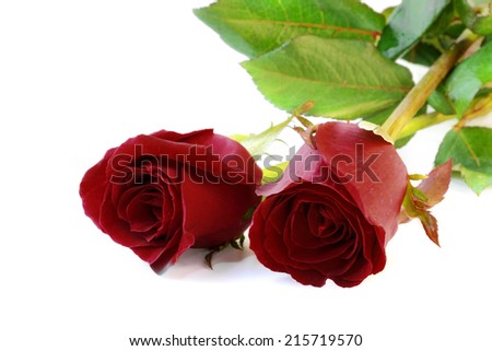 Red roses isolate on white background.