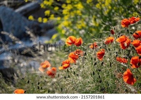 Wild, red poppy flowers growing on the riverbank