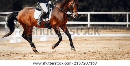 Equestrian sport. The leg of the rider in the stirrup, riding on a horse. The legs of a dressage horse galloping. Dressage of the horse in the arena. Horseback riding. Royalty-Free Stock Photo #2157207169