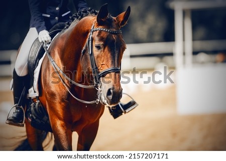 Equestrian sport. Portrait sports stallion in the double bridle.The legs of the rider in the stirrup, riding on a horse. Dressage of horses in the arena. Horseback riding. Royalty-Free Stock Photo #2157207171