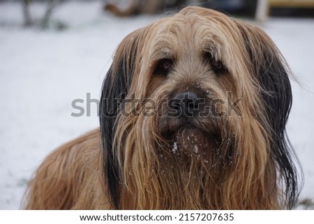 Briar dog on a snowy winter day Royalty-Free Stock Photo #2157207635
