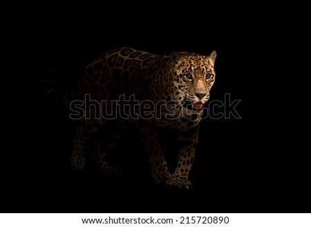 jaguar ( panthera onca ) tn the dark night