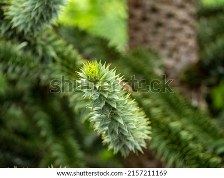 Chilean Araucaria, also called Andenfir, Chilean Spruce, Snake Tree, Rock Spruce, Monkey Tail, Chilean Ornamental Spruce, or Puzzle Monkey Tree. Royalty-Free Stock Photo #2157211169