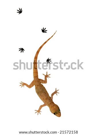 Small lizard over white background