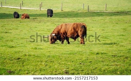 The beautiful shot of highland cattle on a farm