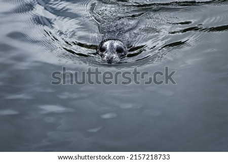 An adorable grey harbor seal swimming in the water