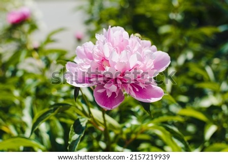 Pink peony. Blooming peony. Flower bed with peonies.
