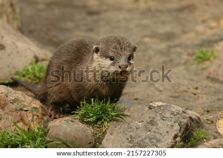 A portrait of a young European Otter on the river side
