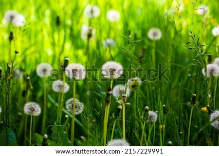 Dandelion meadow in the nature reserve at the Wesslinger See