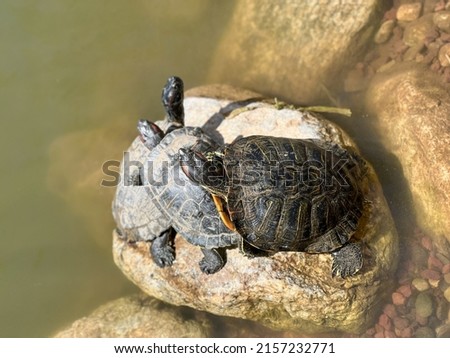 water turtles, group of cute small water turtles standing on rock or stone in pond or lake to relax or sunbathe in a sunny day in zoo or park. aquatic animal or pets concept photo with selective focus