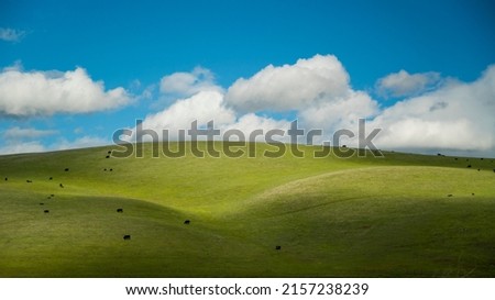 Clouds and shadows casted over green hills with cows grazing in green pasture with blue sky near Hollister California in Northern California. Aerial Drone view.