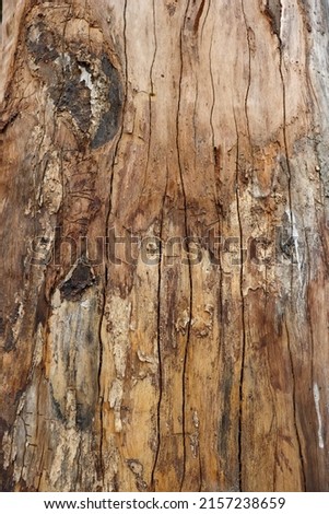 Cracked wood texture with a splash of bark close-up photoshoot. Wood surface with cracked texture. The embossed texture of an oak tree. Brown bark tree surface on a sunny day photo.