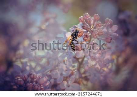wasp on a brench of lilac