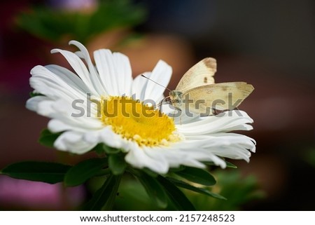 white butterfly Pieris brassicae on a white flower of chamomile drink nectar