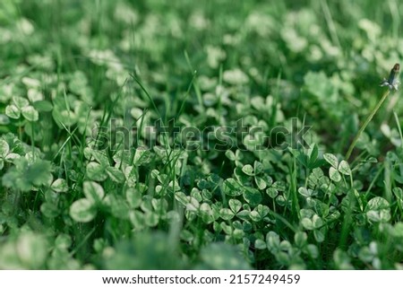 Fresh green leaves of clover grass and micro clover for lawn in the rays of summer sunlight, landscape design of a modern land plot