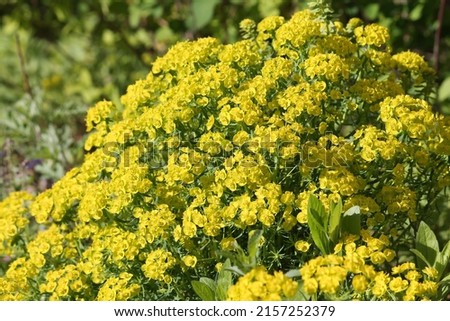 Flowering cypress spurge (Euphorbia cyparissias) plants in garden Royalty-Free Stock Photo #2157252379