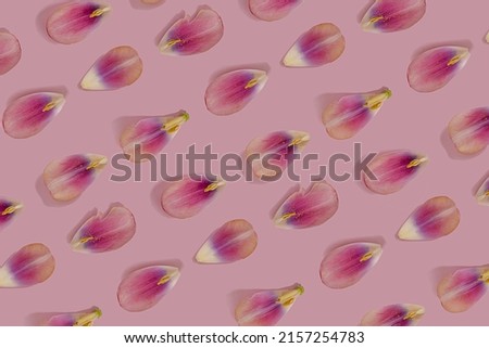 Pink tulip flower gentle petal with stamen flat lay pattern on a pink minimal background with copy space. Nature creative wallpaper idea. 