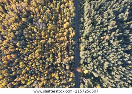 Empty straight road in forest in autumn time aerial drone view