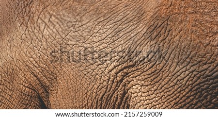 Closeup of smooth and wrinkled leather like texture of wild animal elephant while roaming and moving freely in the sunshine