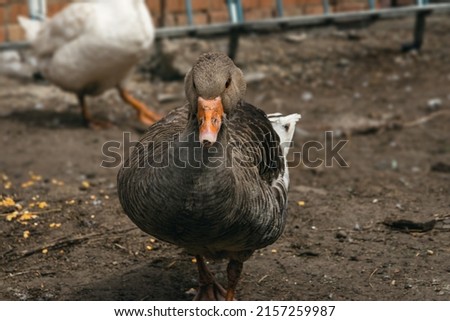 A domestic goose on a blurry background on a sunny day, a rural scene. Domestic goose. Breeding poultry for meat. Selective focus. Portrait of a domestic goose in profile on a blurry background.  Royalty-Free Stock Photo #2157259987