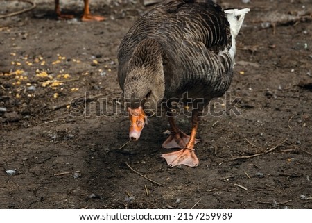 A domestic goose on a blurry background on a sunny day, a rural scene. Breeding poultry for meat. Domestic goose. Selective focus. Portrait of a domestic goose in profile on a blurry background. Royalty-Free Stock Photo #2157259989