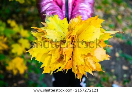 girl's hands are holding a large bouquet of yellow maple leaves 
