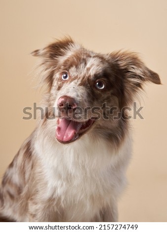 Happy dog , expressive marble Border Collie. funny pet in studio 