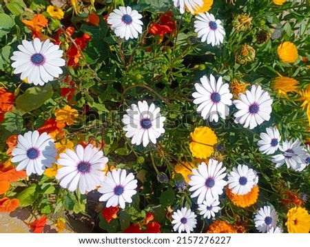 White African daisy, Cape marigold, weather prophet, Cape rain-daisy, ox-eye daisy, Cape daisy or rain daisy, is a plant species native to South Africa and Namibia and Asia. 