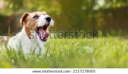 Funny lazy happy pet dog yawning, resting in the garden grass Royalty-Free Stock Photo #2157278005