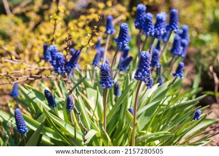 Blue Muscari neglectum flowers in the garden, selective focus.
