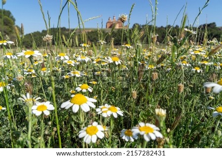 Wild daisies... and in the background a church. Selective Focus. Zaragoza, Aragon, Spain.