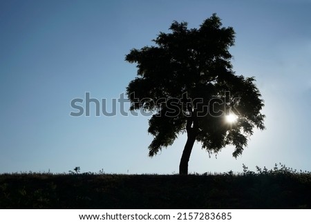 silhouette of Single tree at sunset time on blue sky background. Summertime season. 