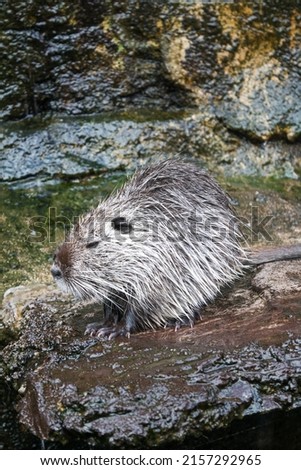 Close up of cute Coypu or Nutria or large rat or rodent sitting in a pond at a zoo in Malang, East Java, Indonesia with bokeh background. No people. 