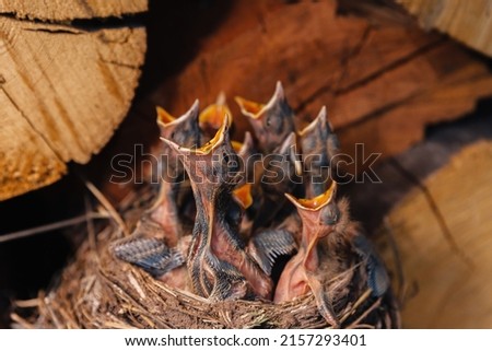 Thrush nest. Bird's nest in the woodshed. Newborn chicks blackbird. Hungry chicks look up and open their beaks and cry. Royalty-Free Stock Photo #2157293401