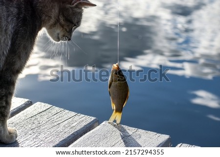 Crucian carp on the hook and the face of a cat looking at the caught fish Royalty-Free Stock Photo #2157294355