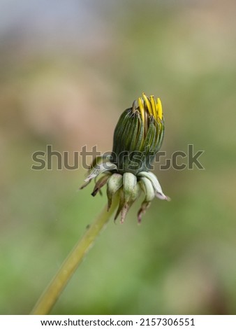 close up of a single yellow Dandelion flower bud ready to bloom with green grass background