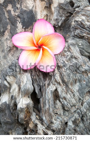 pink plumeria flower on wood 