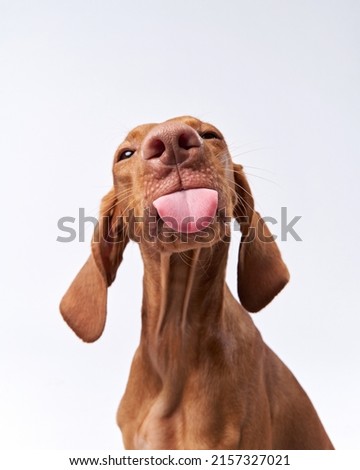 funny dog shows tongue. Hungarian vizsla on a white background Royalty-Free Stock Photo #2157327021