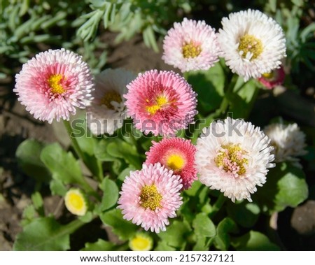 Different type of a daisy flower. Background picture.