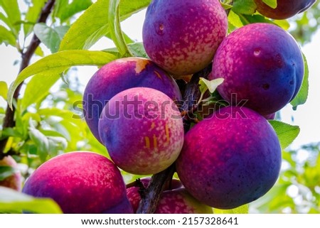 Ripe blue purple plums in garden. Haversting background. Ripe plums in orchad. Many ripe fruits in plantation. Royalty-Free Stock Photo #2157328641