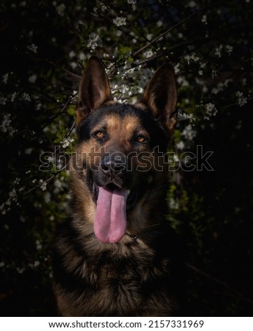 France - spring 2022: young german shepherd dog posing against the background of nature.