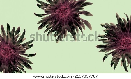 Futuristic magic flowers decoration isolated on background. Modern flowers close up photo. Exotic looking flora. 