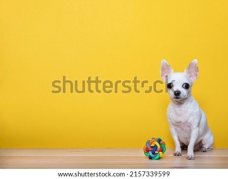 A small white chihuahua dog sits next to a wicker rubber ball on a yellow background of a photo studio and looks attentively into the camera.