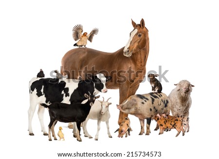 Group of farm animals Royalty-Free Stock Photo #215734573