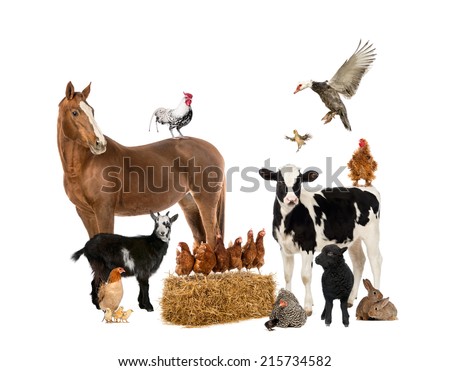 Group of farm animals Royalty-Free Stock Photo #215734582