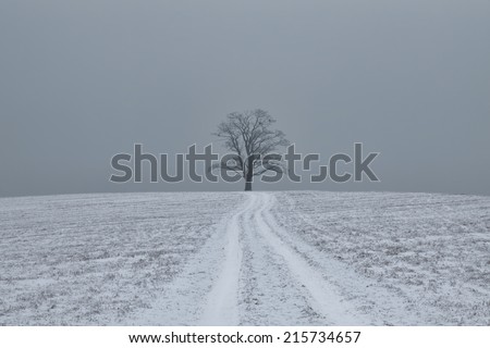 Lonely tree at the end of a road in snow at meadow