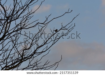 A photo of bare tree branches and a bird in it